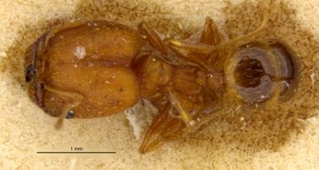 Media type: image;   Entomology 36072 Aspect: habitus dorsal view